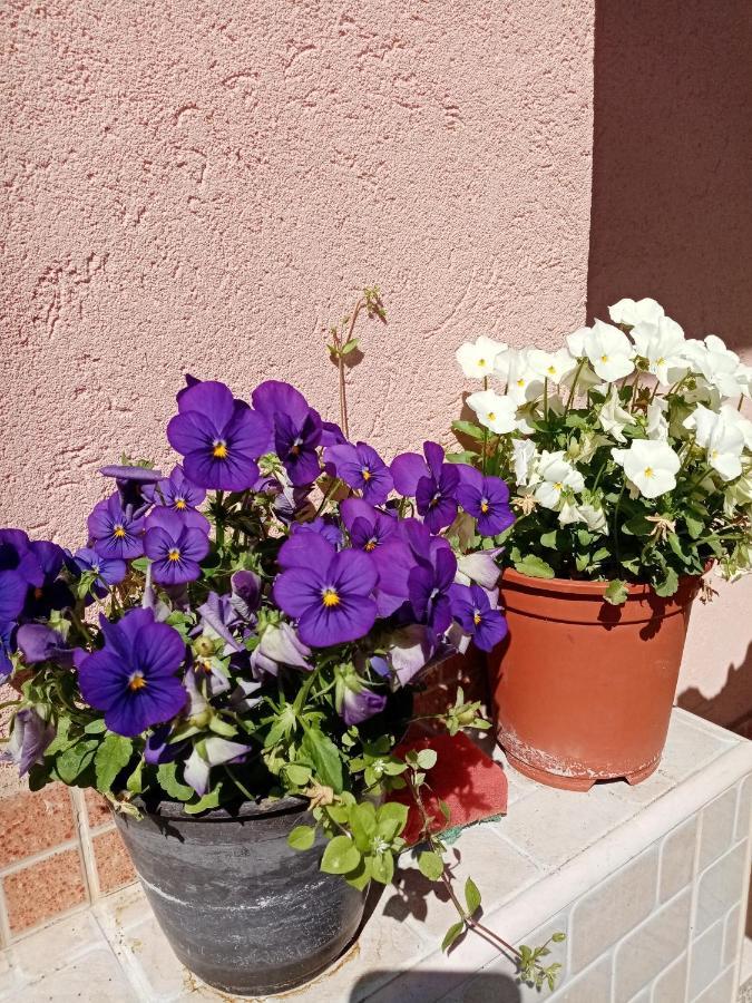 Milica Apartmani ヴルドニーク エクステリア 写真